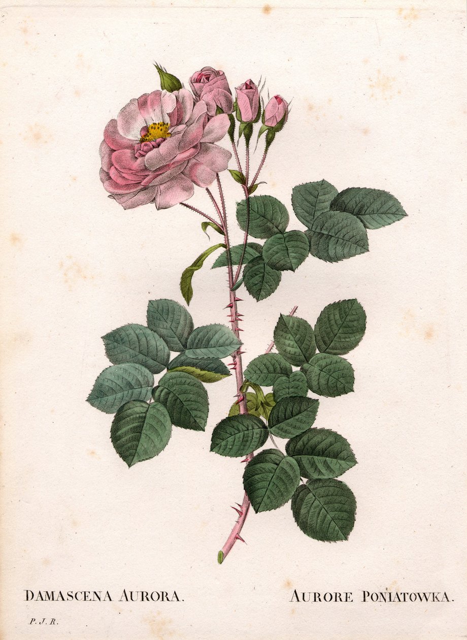 Celeste rose, Rosa alba variant, Rose Aurore Poniatowska. Håndfarget prikkete kobberstikk fra Pierre Joseph Redoutes "" Les Roses,"" Paris av Pierre Joseph Redouté