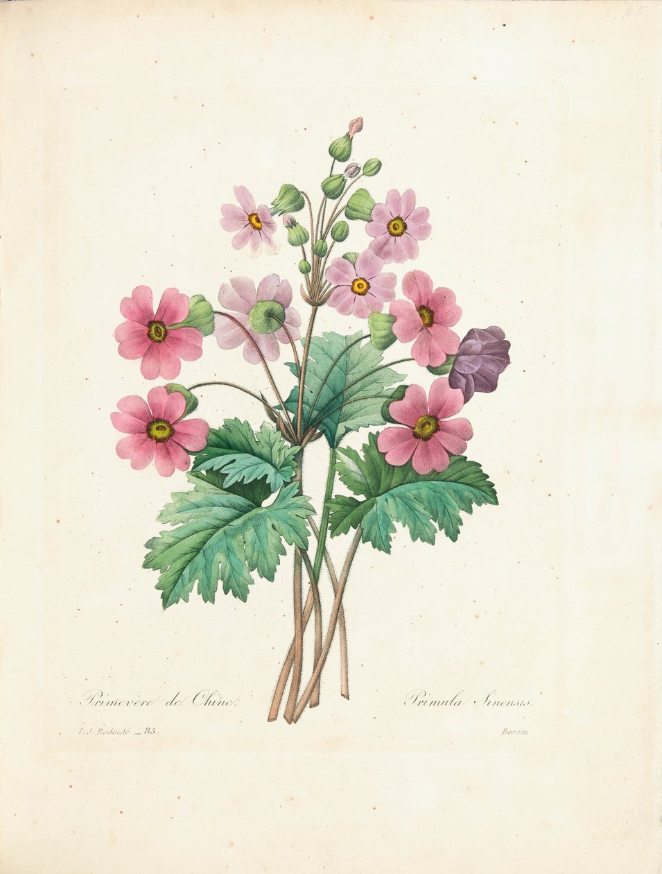 Chinese Primrose, gravert av Bessin, fra 