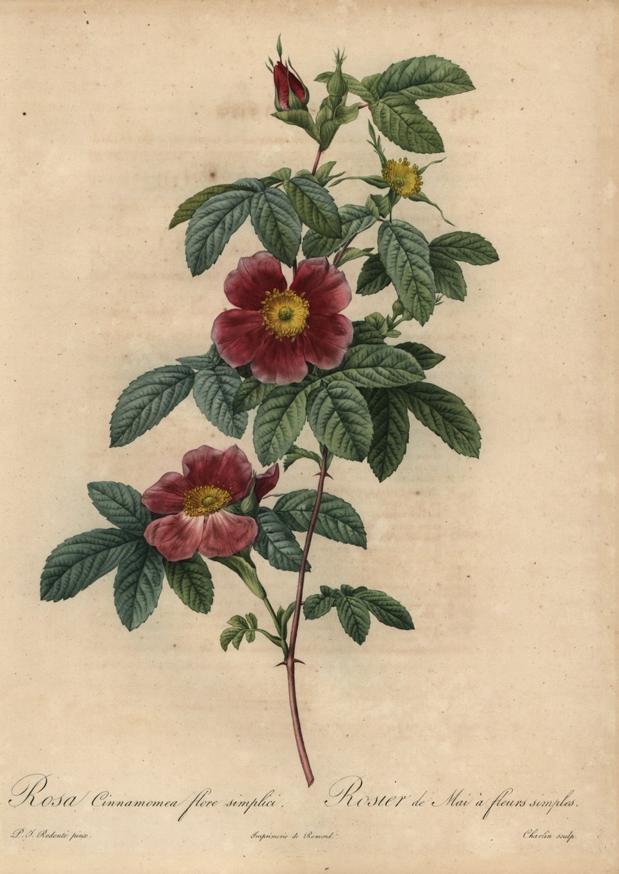 Kanelrose, Rosa majalis av Pierre Joseph Redouté