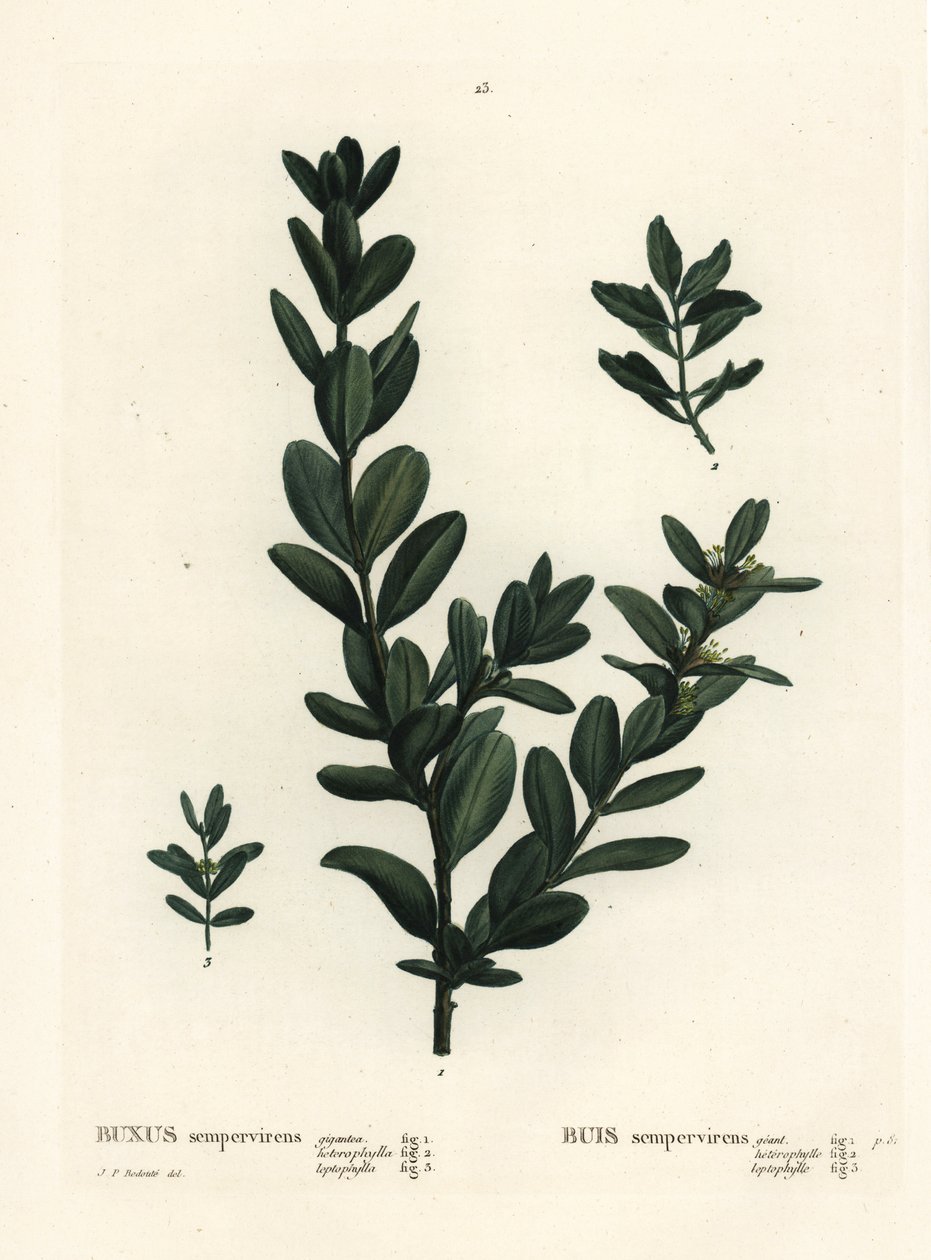 Vanlig boks, europeisk boks eller buksbom, Buxus sempervirens (gigantea, heterophylla og leptophylla). Håndfarget stiplegravering etter en illustrasjon av Pierre-Joseph Redoute fra Henri Louis Duhamel du Monceaus Treat des Arbres et Shrustes, Paris av Pierre Joseph Redouté