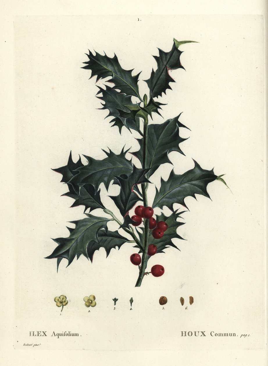Vanlig kristtorn, Ilex aquifolium. Håndfarget stiplegravering etter en illustrasjon av Pierre-Joseph Redoute fra Henri Louis Duhamel du Monceaus Treat des Arbres et Shrustes, Paris av Pierre Joseph Redouté