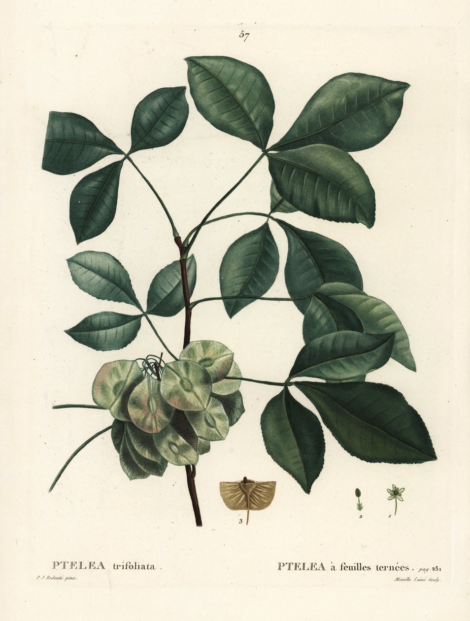 Vanlig humletre, stinkende ask eller oblataske, Ptelea trifoliata. Håndfarget stiplegravering av Mixelle l