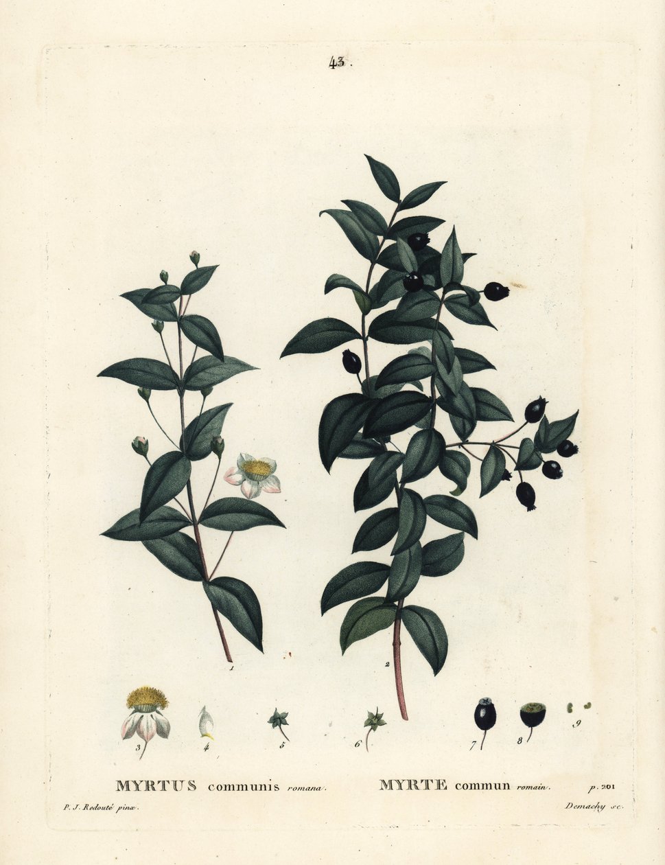 Vanlig myrt, Myrtus communis. Håndfarget stiplegravering av Demachy etter en illustrasjon av Pierre-Joseph Redoute fra Henri Louis Duhamel du Moncels Treat des Arbres et Shrustes, Paris av Pierre Joseph Redouté