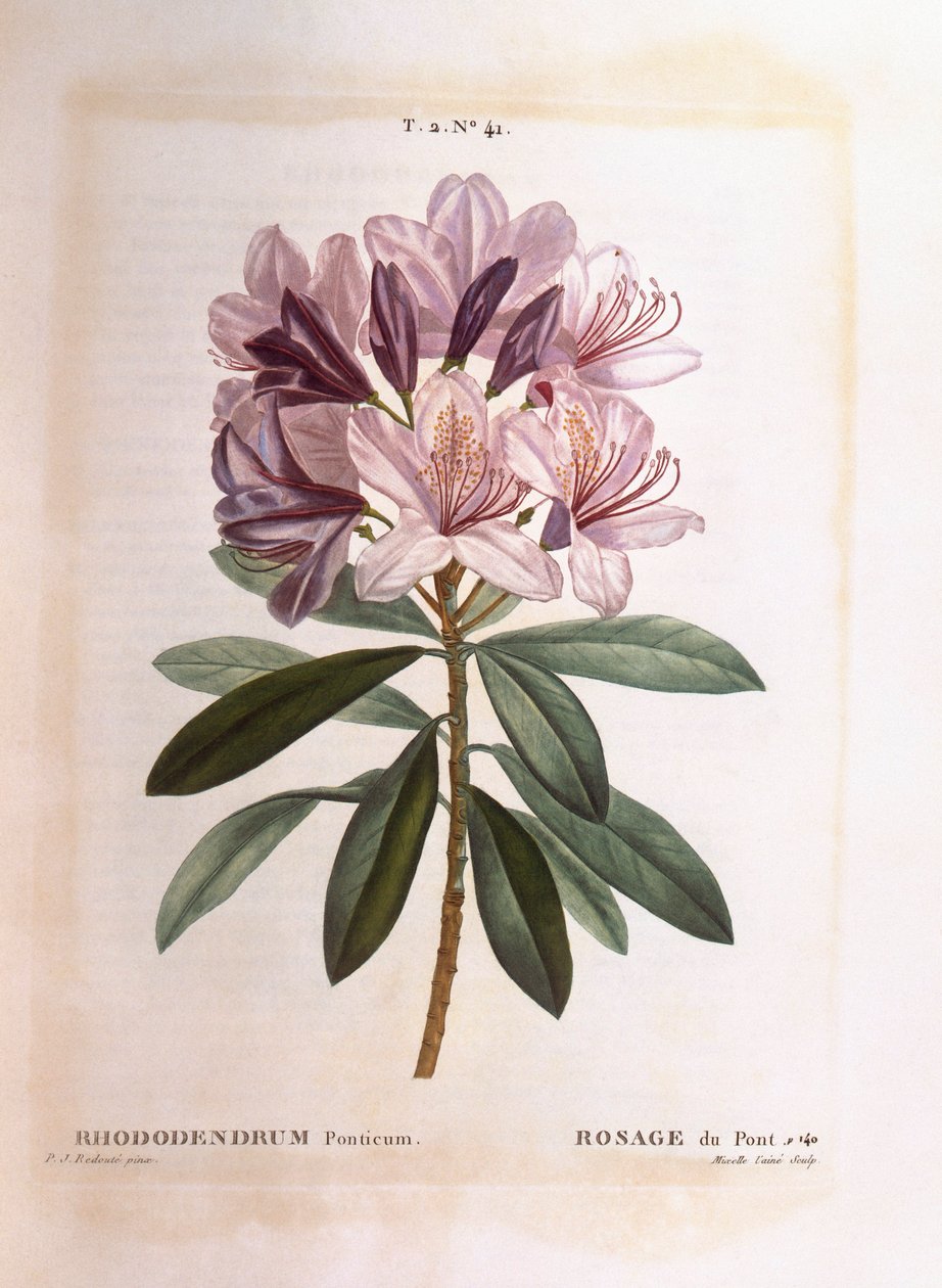 Vanlig rhododendron (Rhododendron ponticum), Henry Louis Duhamel du Monceau, botanisk plate av Pierre Joseph Redouté av Pierre Joseph Redouté