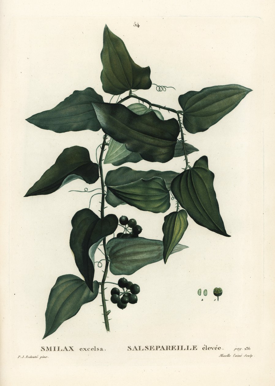 Vanlig smilaks, grov bindweed, sarsaparilla eller middelhavssmiaks, Smilax aspera (Smilax excelsa). Håndfarget stiplegravering av Mixelle l