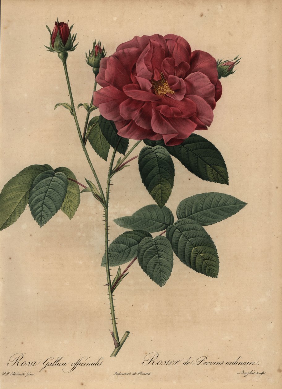 Crimson fransk rose eller rose av Provins, Rosa gallica officinalis av Pierre Joseph Redouté