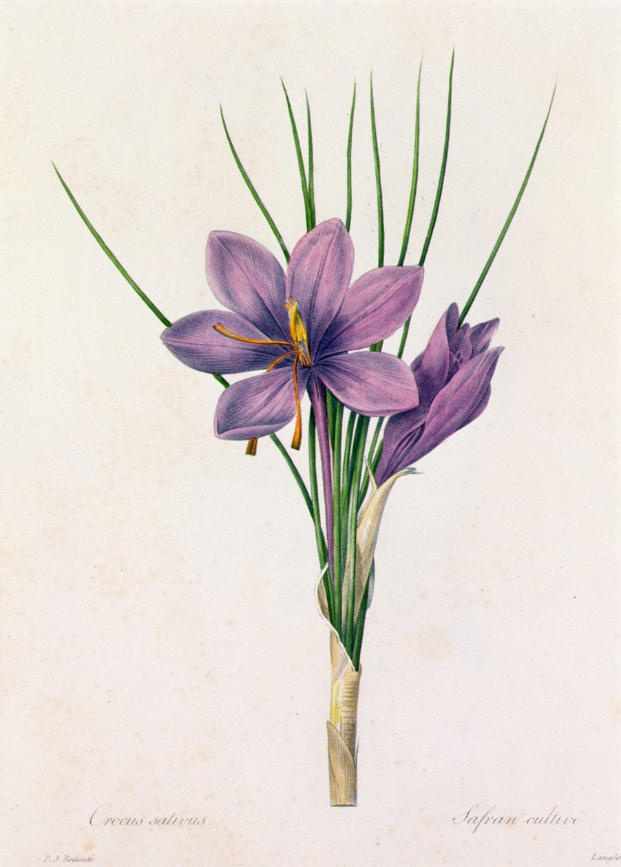 Crocus Sativus (farget gravering) av Pierre Joseph Redouté