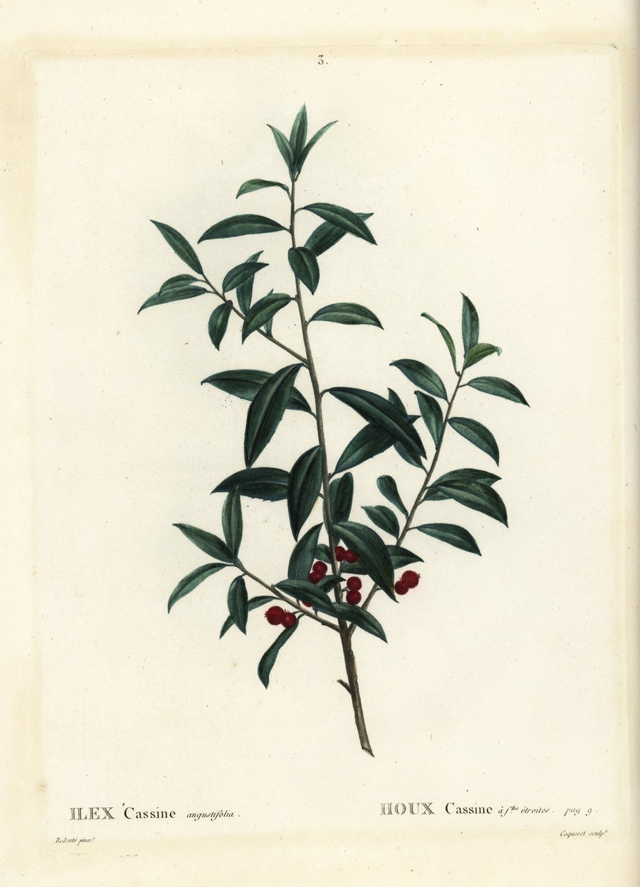 Dahoon kristtorn eller cassina, Ilex cassine. Håndfarget stiplegravering av Coqueret etter en illustrasjon av Pierre-Joseph Redoute fra Henri Louis Duhamel du Moncels Treat des Arbres et Shrustes, Paris av Pierre Joseph Redouté