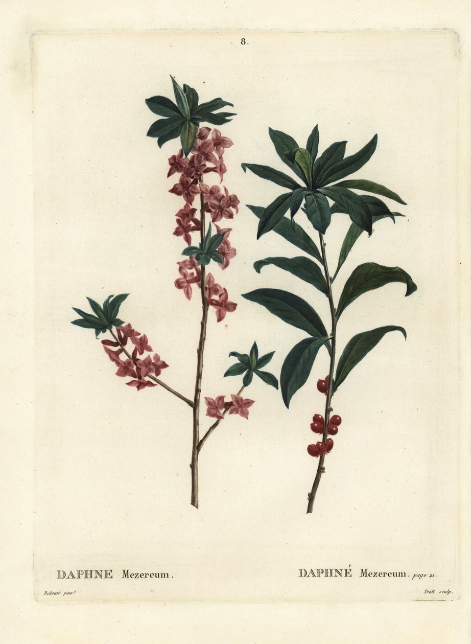 Daphne eller mezereon, Daphne mezereum. Håndfarget stiplegravering av Troll etter en illustrasjon av Pierre-Joseph Redoute fra Henri Louis Duhamel du Moncels Treat des Arbres et Shrustes, Paris av Pierre Joseph Redouté