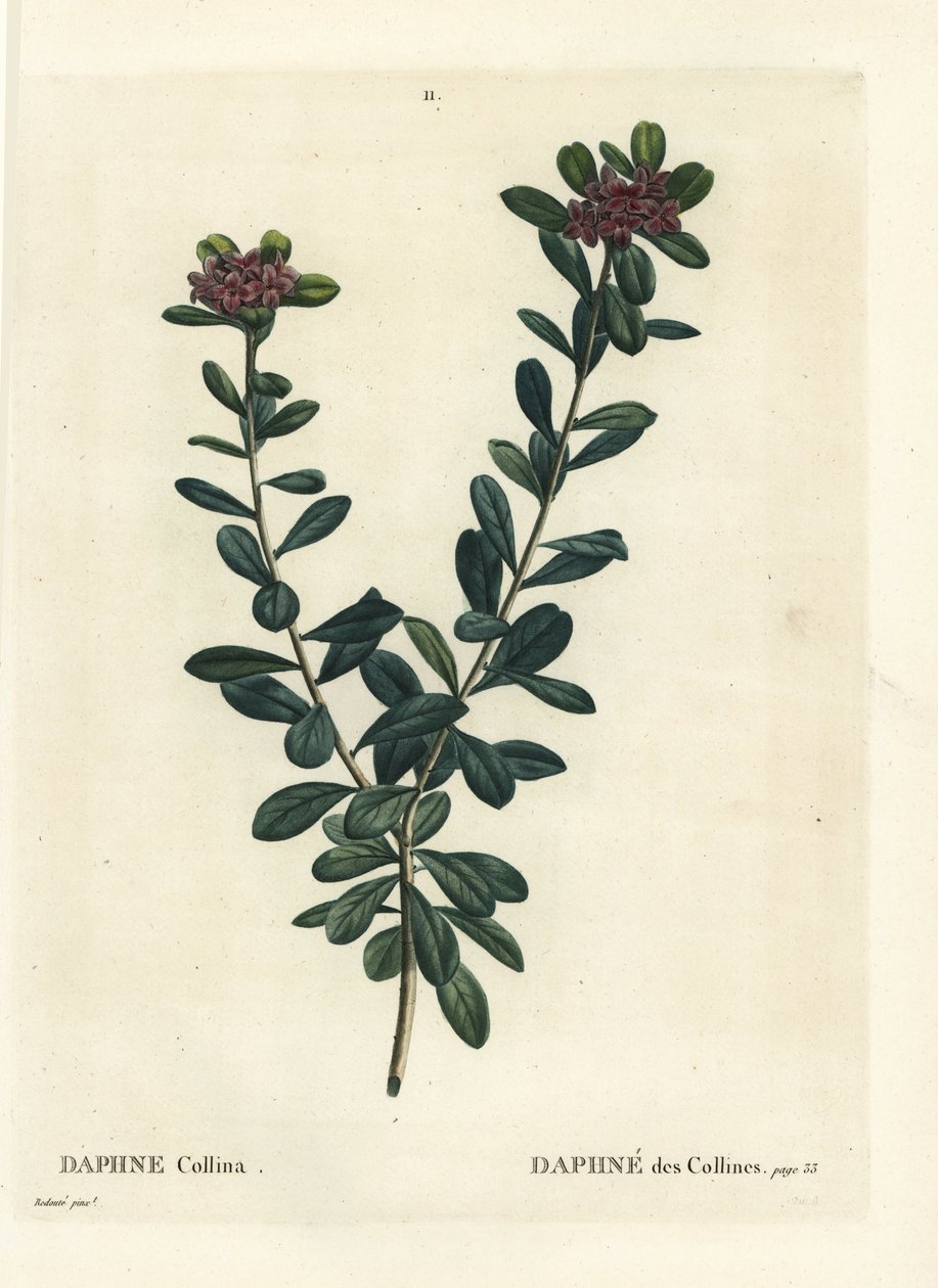 Daphne sericea (Daphne collina). Håndfarget stiplegravering av etter en illustrasjon av Pierre-Joseph Redoute fra Henri Louis Duhamel du Monceaus Treat des Arbres et Shrustes, Paris av Pierre Joseph Redouté
