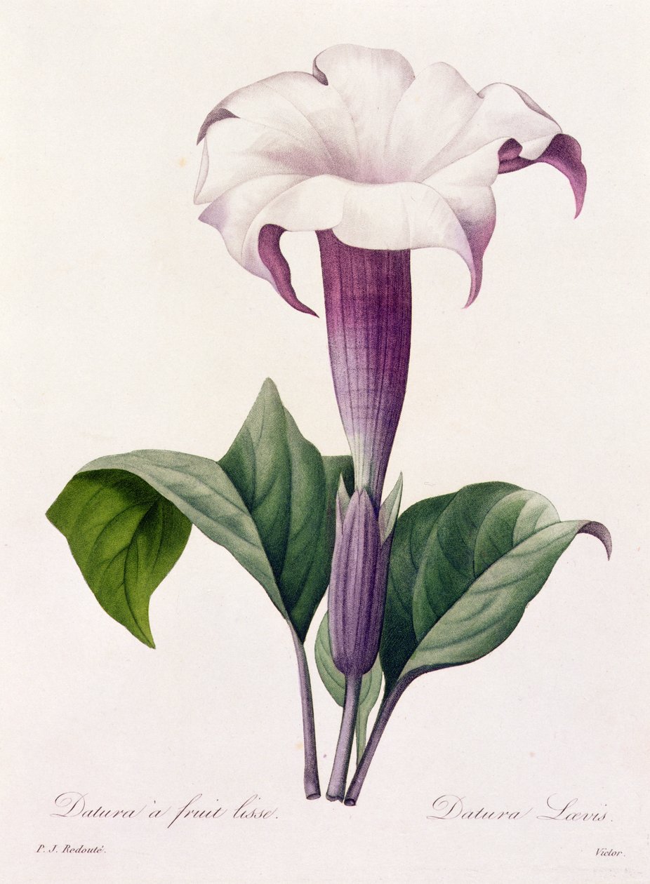 Dature Laevis (farget gravering) av Pierre Joseph Redouté