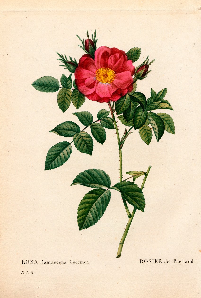 Hertuginne av Portland rose, Rosa portlandica, Portland rose. Håndfarget prikkete kobberstikk fra Pierre Joseph Redoutes "" Les Roses,"" Paris av Pierre Joseph Redouté