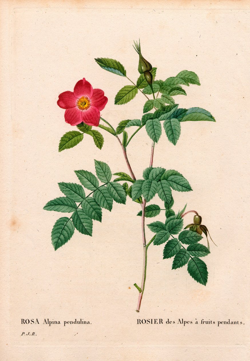 Under fruktet rosa alpin, Rosa pendulina. Håndfarget prikkete kobberstikk fra Pierre Joseph Redoutes "" Les Roses,"" Paris av Pierre Joseph Redouté