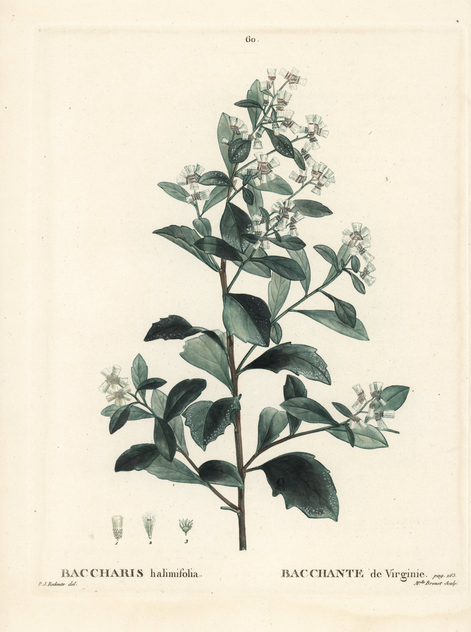 Østlig baccharis, jordselbusk, havmyrt eller saltbusk, Baccharis halimifolia. Håndfarget stiplegravering av frøken Brenet etter en illustrasjon av Pierre-Joseph Redoute fra Henri Louis Duhamel du Moncels Treat des Arbres et Shrustes, Paris av Pierre Joseph Redouté