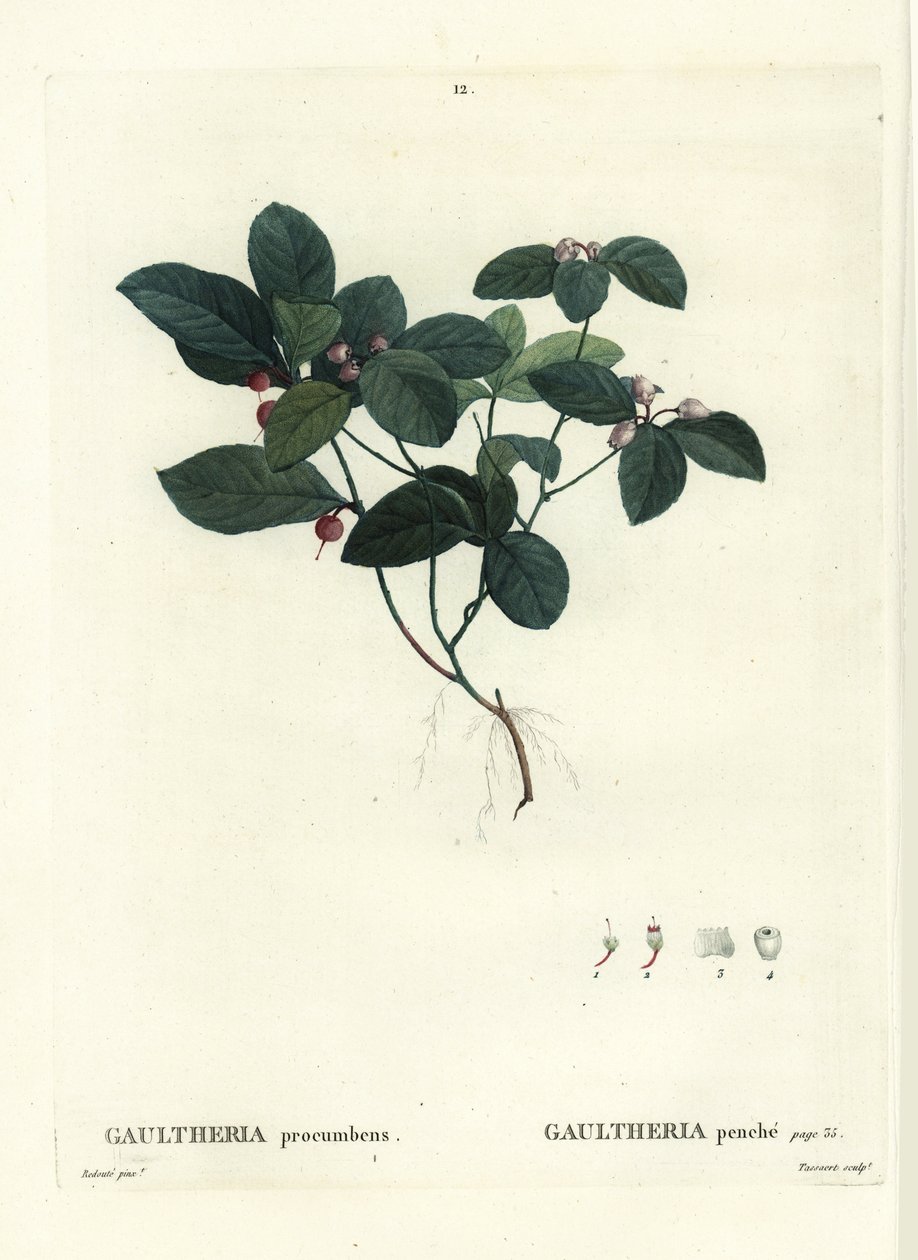 Østlig tebær, sjakkbær eller boksbær, Gaultheria procumbens. Håndfarget stiplegravering av Tassaert etter en illustrasjon av Pierre-Joseph Redoute fra Henri Louis Duhamel du Moncels Treat des Trees et Shrustes, Paris av Pierre Joseph Redouté