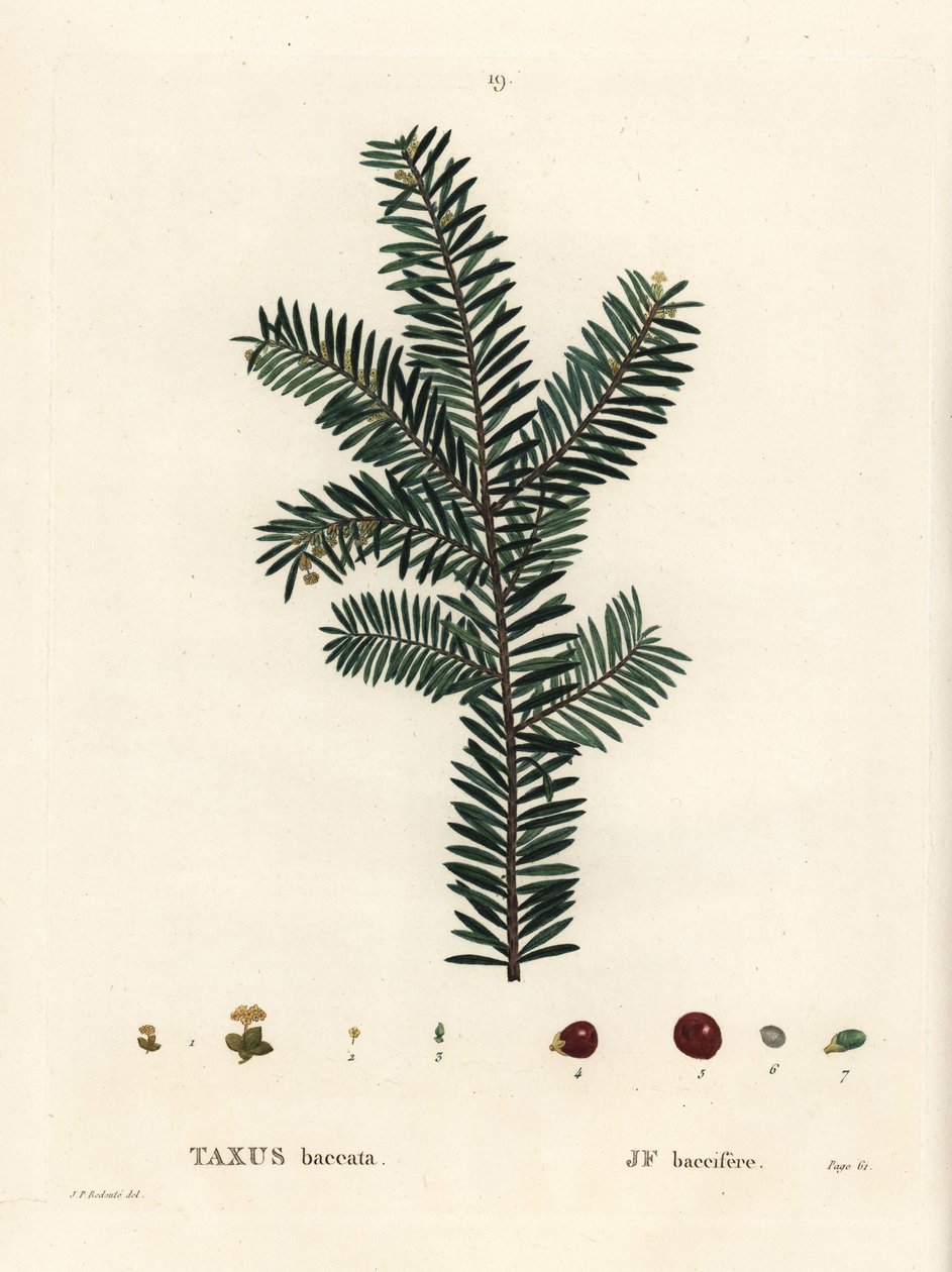 Engelsk barlind eller europeisk barlind, Taxus baccata. Håndfarget stiplegravering etter en illustrasjon av Pierre-Joseph Redoute fra Henri Louis Duhamel du Monceaus Treat des Arbres et Shrustes, Paris av Pierre Joseph Redouté