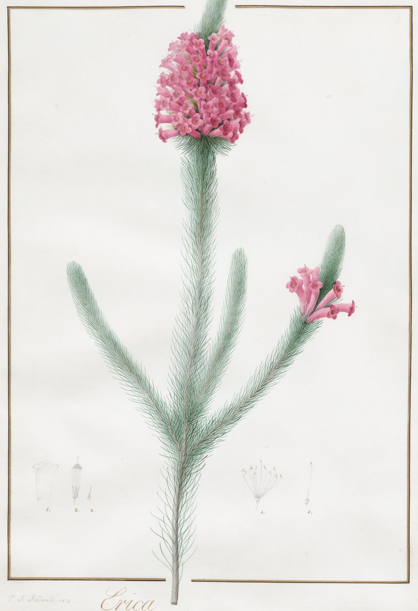 Erica Fulgida, 1813. av Pierre Joseph Redouté