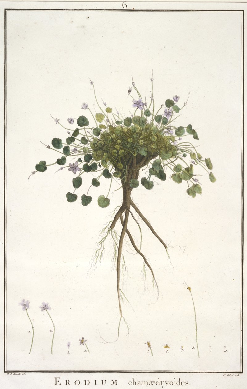 Erodium chamaedryoides, fra Geraniologi, eller fra historien til Erodius, Pelargonii, Monsonia og Grieli, illustrert med ikoner, 1787-88 (håndfarget gravering) av Pierre Joseph Redouté