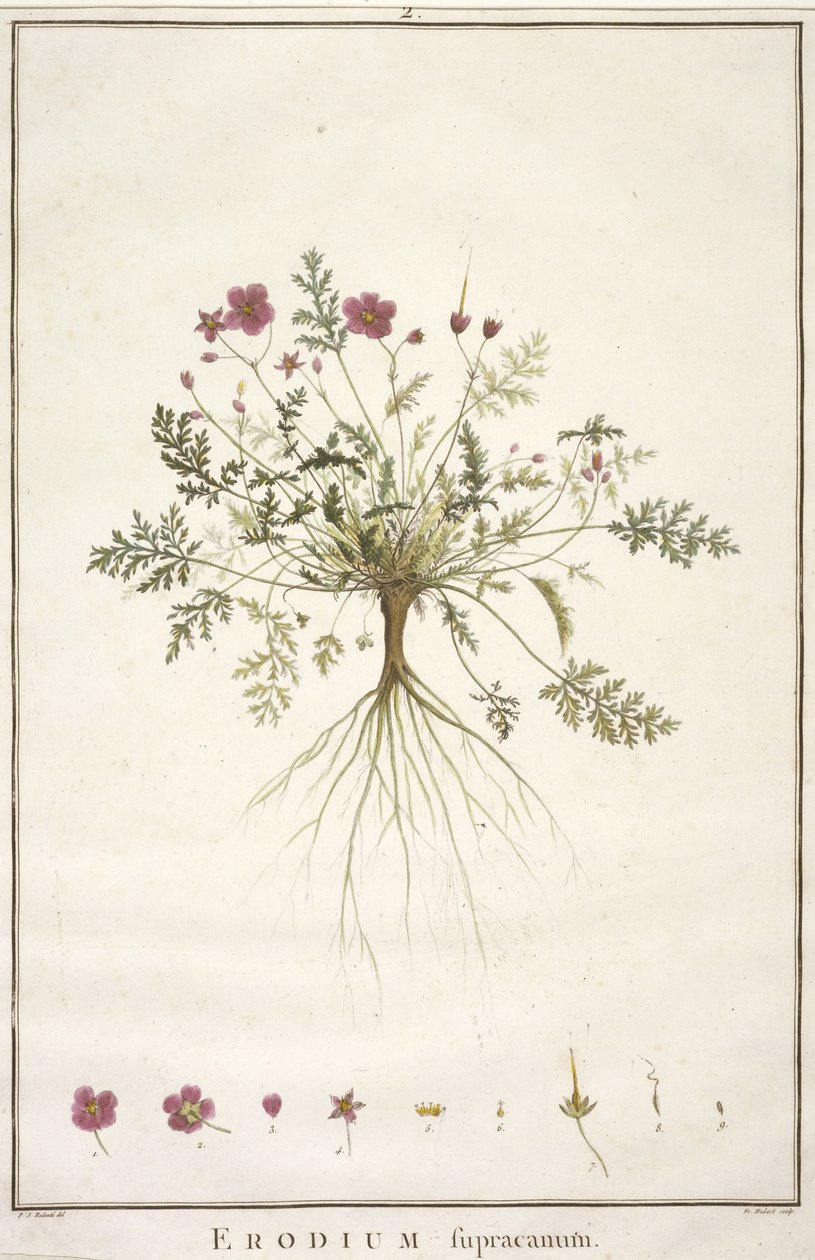 Erodius supracanum, fra Geraniologi, eller fra historien til Erodii, Pelargonii, Monsonia og Grieli, illustrert med ikoner, 1787-88 (håndfarget gravering) av Pierre Joseph Redouté