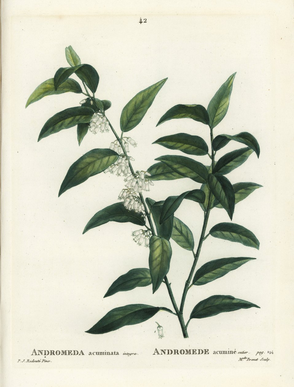 Fetterbush, Andromeda acuminata. Håndfarget prikkegravering av frøken Brenet etter en illustrasjon av Pierre-Joseph Redoute fra Henri Louis Duhamel du Moncels Treat des Arbres et Shrustes, Paris av Pierre Joseph Redouté