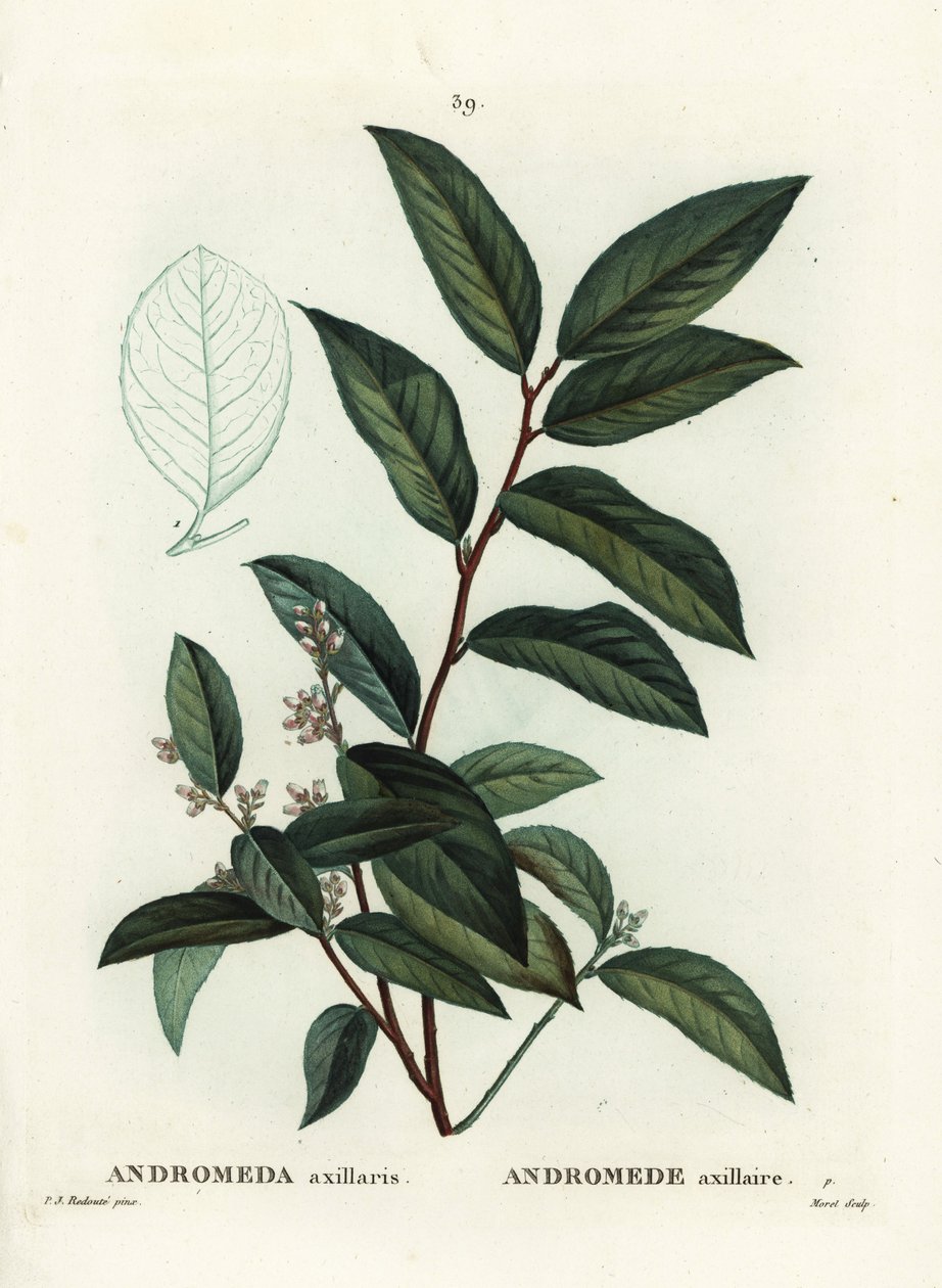 Fetterbush, Andromeda axillaris. Håndfarget stiplegravering av Moret etter en illustrasjon av Pierre-Joseph Redoute fra Henri Louis Duhamel du Moncels Treat des Arbres et Shrustes, Paris av Pierre Joseph Redouté