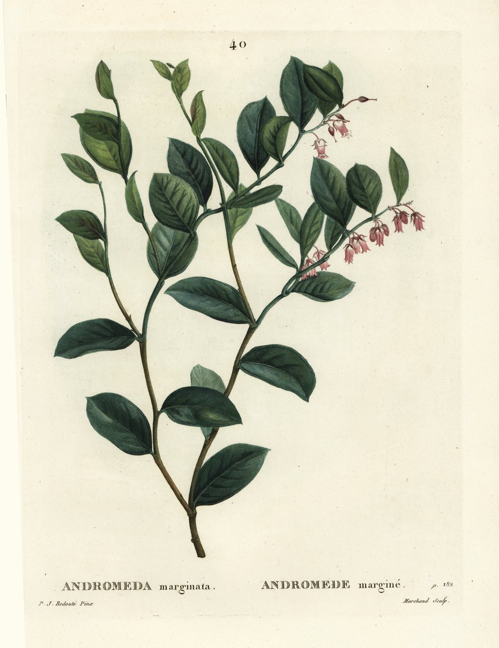 Fetterbush, Andromeda marginata. Håndfarget prikkegravering av J. Marchand etter en illustrasjon av Pierre-Joseph Redoute fra Henri Louis Duhamel du Moncels Treat des Arbres et Shrustes, Paris av Pierre Joseph Redouté