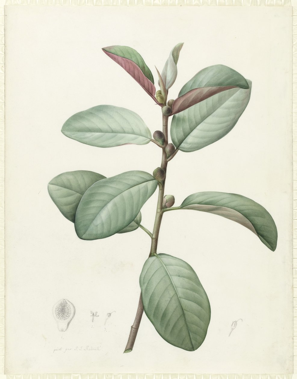 Ficus Rubiginosa (wc og kroppsfarge over grafitt på vellum) av Pierre Joseph Redouté