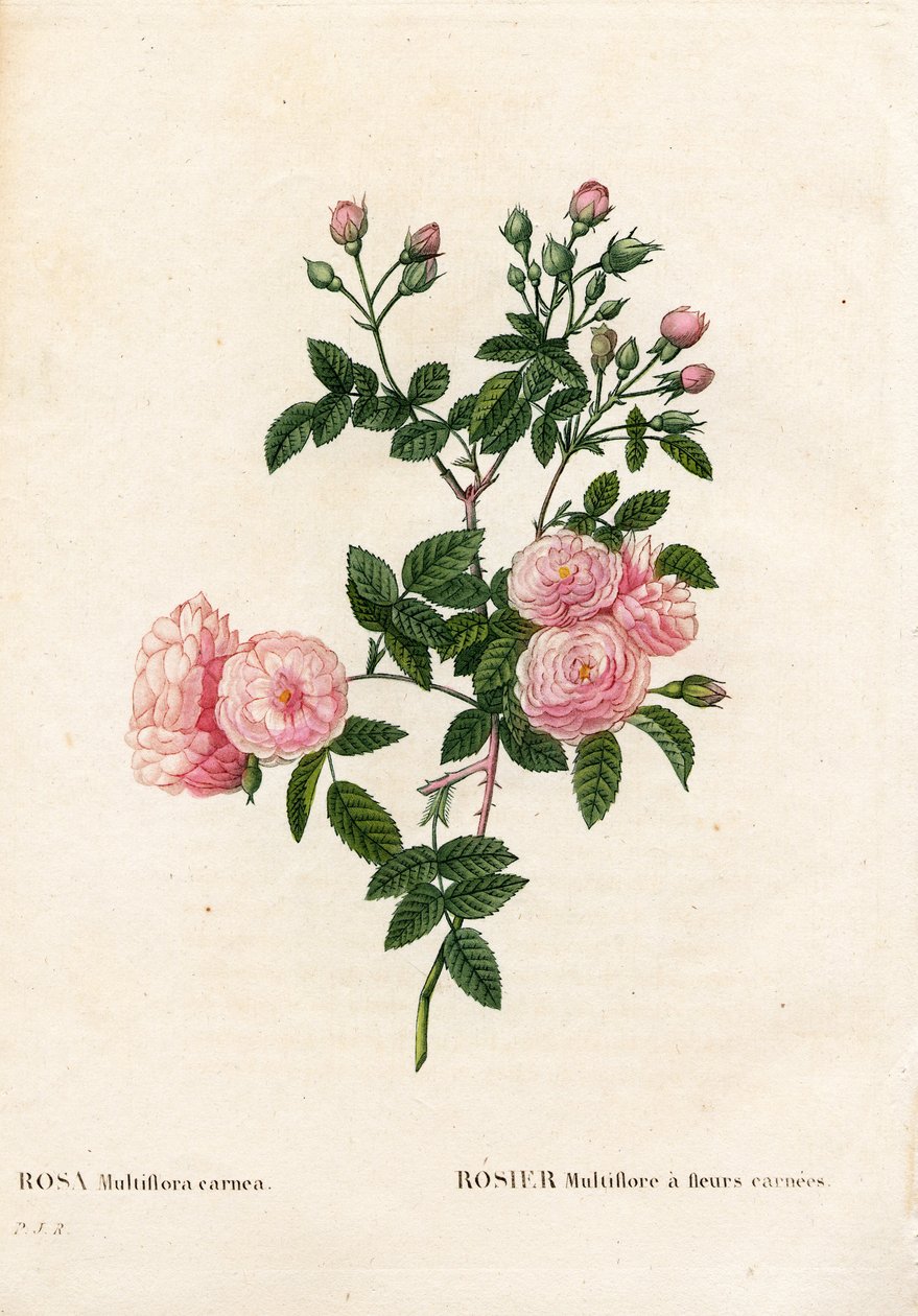 Kjøttrosa rosa multiflora, Rosa multiflora var. carnea, Rosier Multiflora med carnea-blomster. Håndfarget prikkete kobberstikk fra Pierre Joseph Redoutes "" Les Roses,"" Paris av Pierre Joseph Redouté