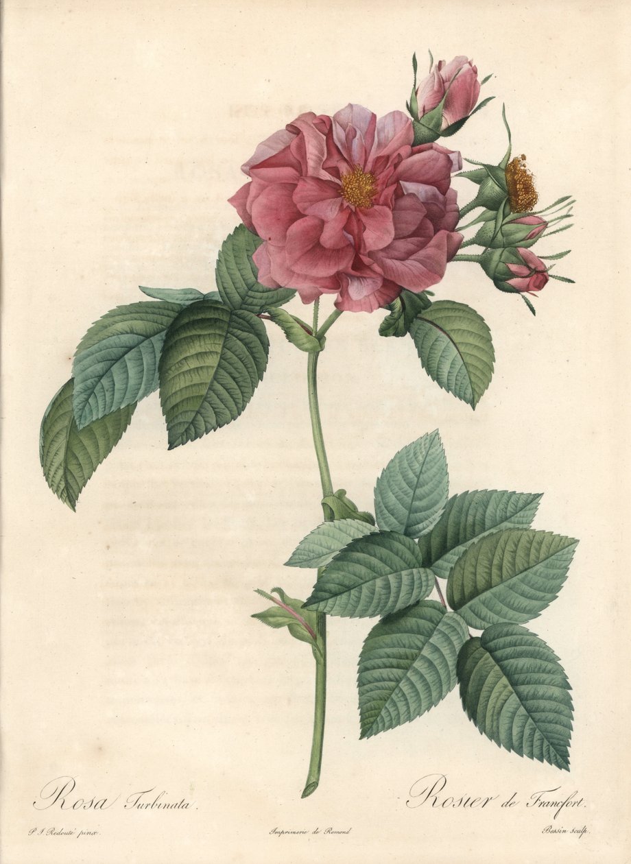 Frankfurt Rosier - Eau forte de Bessin, basert på en illustrasjon av Pierre Joseph Redoute (1759-1840), fra Les Roses av Pierre Joseph Redouté