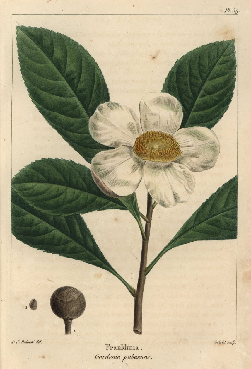 Franklinia-tre, Gordonia pubescens (gravering) av Pierre Joseph Redouté