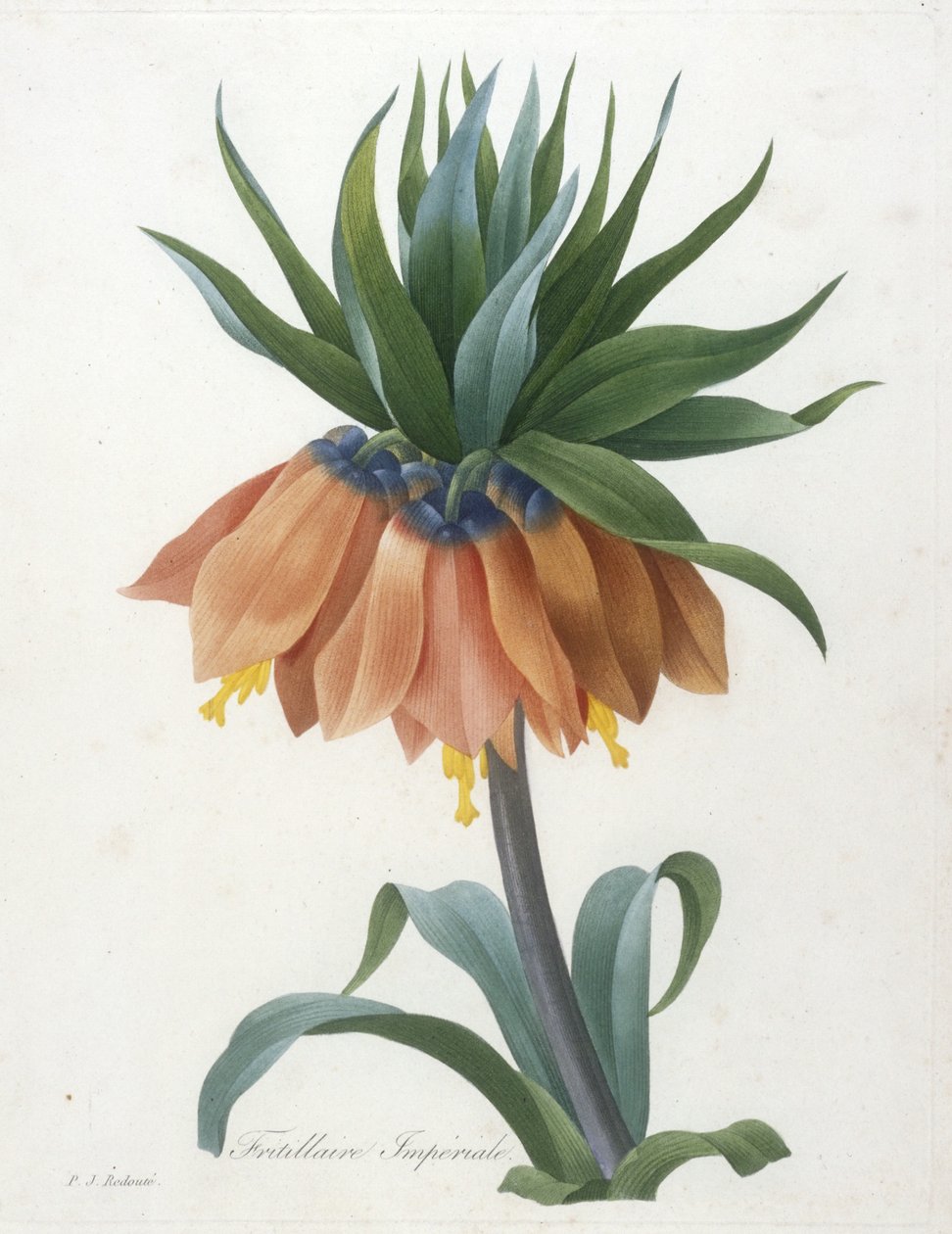 Fritillary Imperiale, fra Valg av de vakreste blomstene og de vakreste fruktene, 1827 av Pierre Joseph Redouté