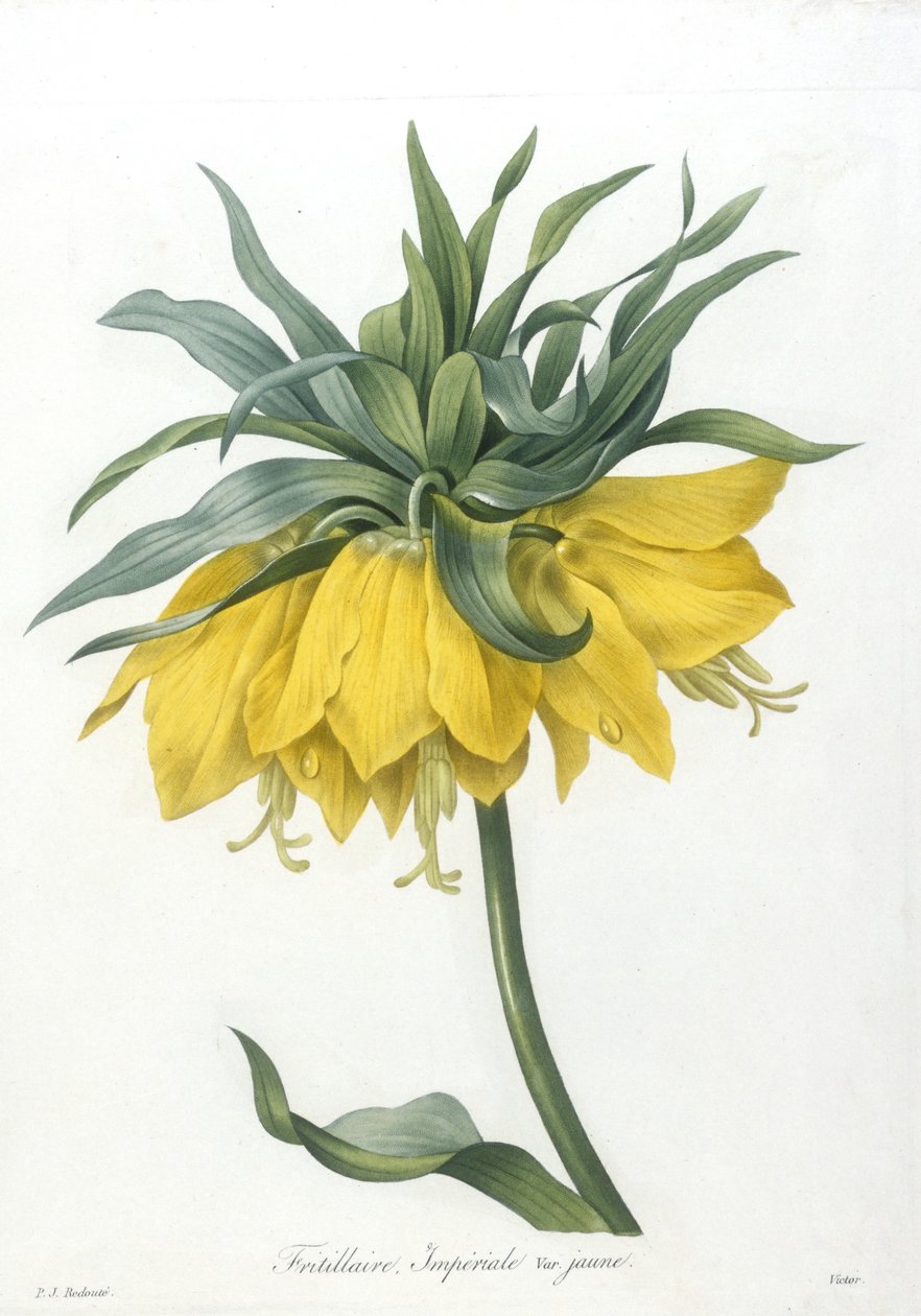 Fritillary, Imperiale gul variant, fra Choice Of The Most Beautiful Flowers and Most Beautiful Fruits, 1827 (håndfarget stiplegravering) av Pierre Joseph Redouté
