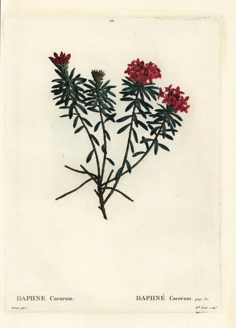 Garland blomst rosa gull daphne, Daphne cneorum. Håndfarget prikkegravering av Miss Rolet etter en illustrasjon av Pierre-Joseph Redoute fra Henri Louis Duhamel du Moncels Treat des Arbres et Shrustes, Paris av Pierre Joseph Redouté