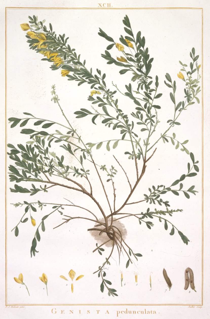 Genista pedunculata, fra Stripes Nova or Less Known, 1784 (håndfarget gravering) av Pierre Joseph Redouté