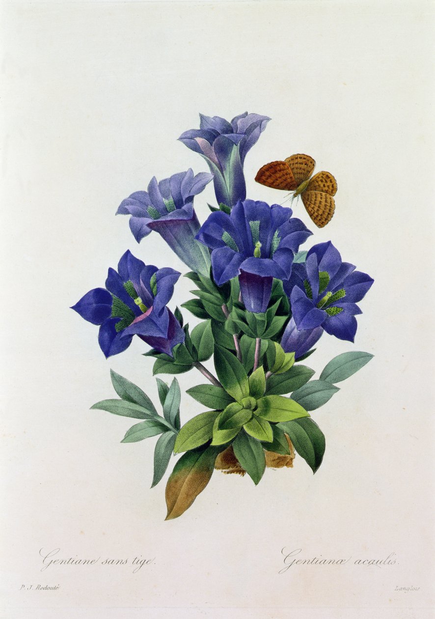 Gentiana Acaulis (farget gravering) av Pierre Joseph Redouté