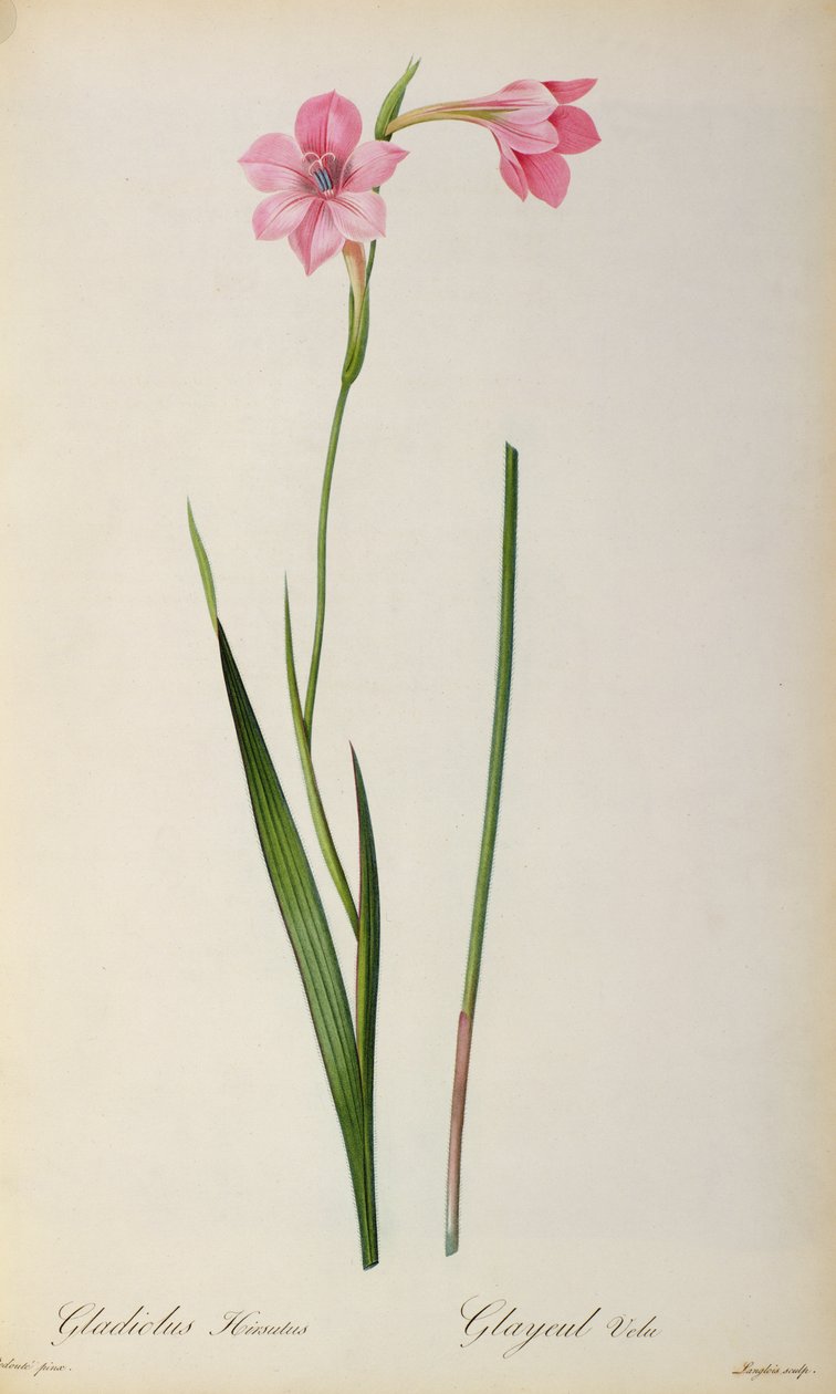 Gladiolus Hirsulus, fra `Les Liliacees