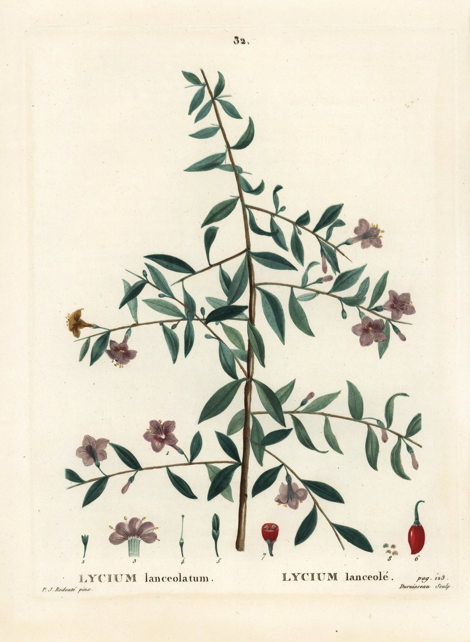 Gojibær eller kinesisk ulvebær, Lycium barbarum (Lycium lanceolatum). Håndfarget stiplegravering av Du Ruisseau etter en illustrasjon av Pierre-Joseph Redoute fra Henri Louis Duhamel du Moncels Treat des Arbres et Shrustes, Paris av Pierre Joseph Redouté