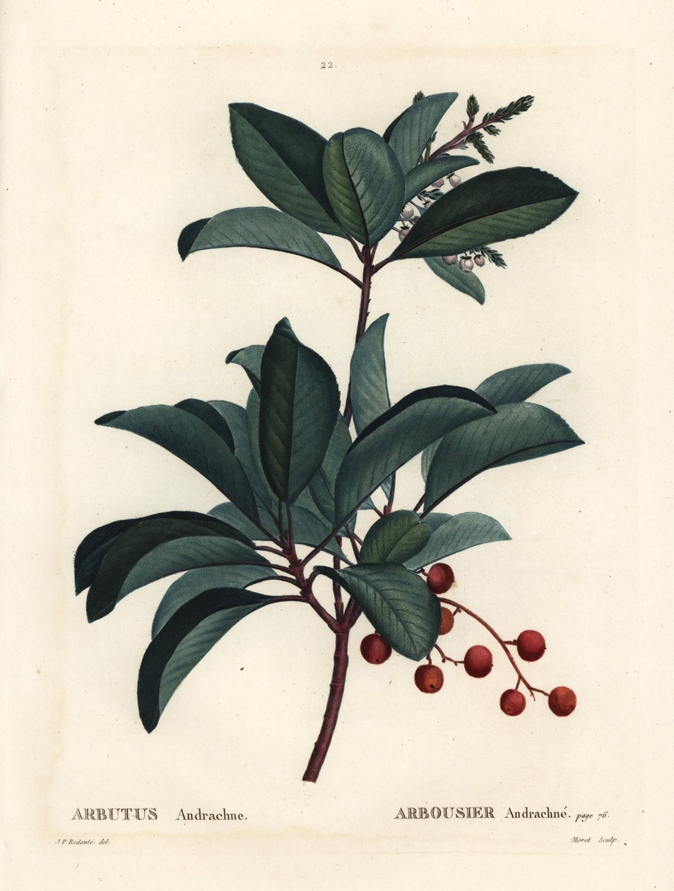 Gresk jordbærtre, Arbutus andrachne. Håndfarget stiplegravering av Moret etter en illustrasjon av Pierre-Joseph Redoute fra Henri Louis Duhamel du Moncels Treat des Arbres et Shrustes, Paris av Pierre Joseph Redouté