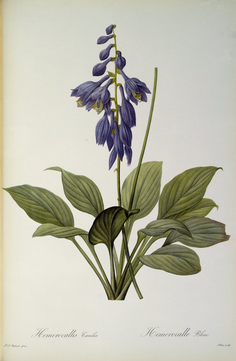Hemerocallis Caerulea, fra `Les Liliacees', 1806 av Pierre Joseph Redouté