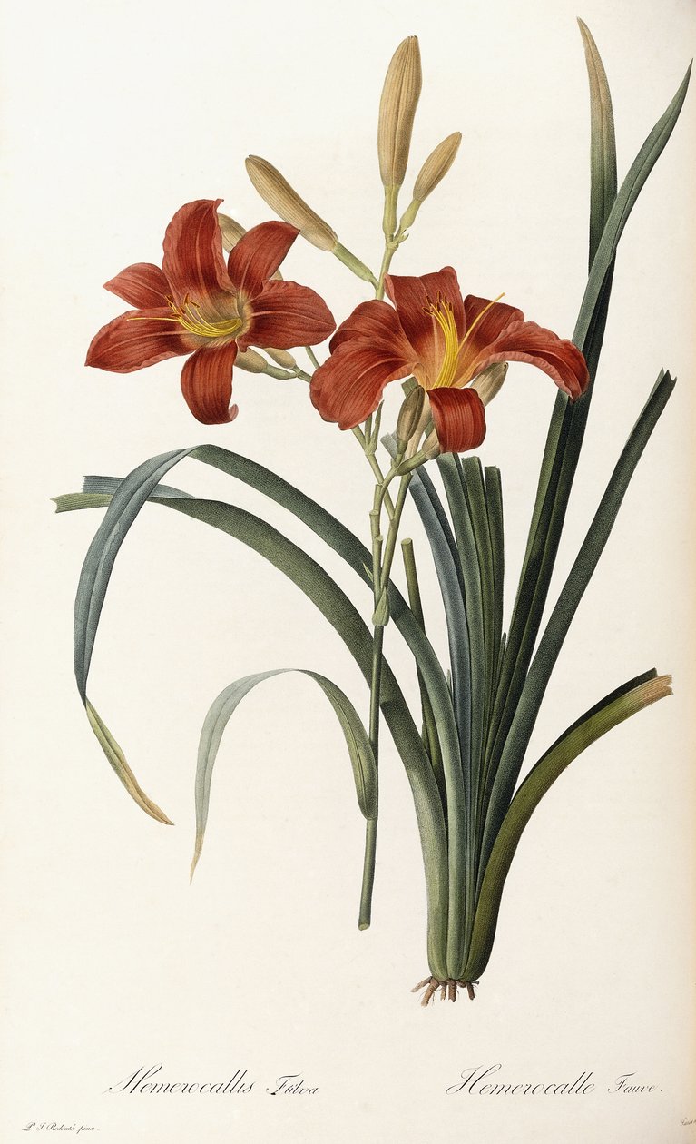 Hemerocallis Fulva - Hemerocallis Fauve av Pierre Joseph Redouté