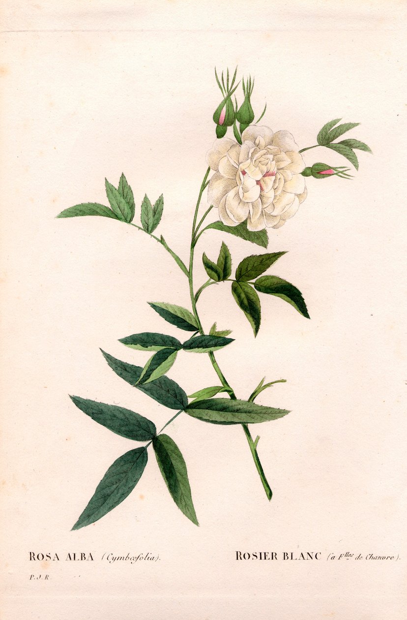Hampbladet hvit rose, Rosa alba var. cannabifolia, hvit rose med hampblader. Håndfarget prikkete kobberstikk fra Pierre Joseph Redoutes "" Les Roses,"" Paris av Pierre Joseph Redouté