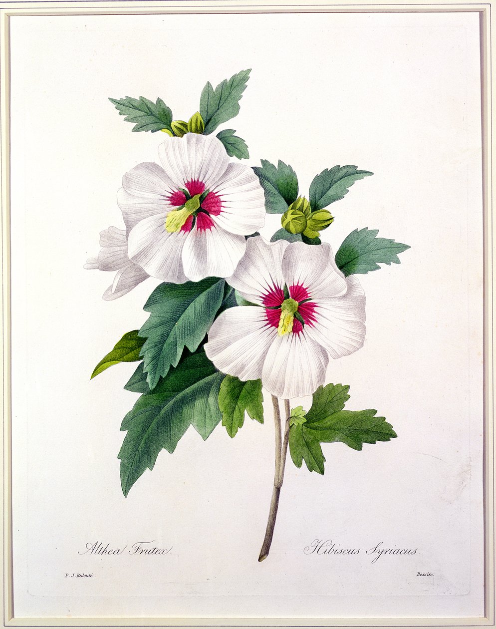 Hibiscus syriacus, gravert av Bessin, fra 