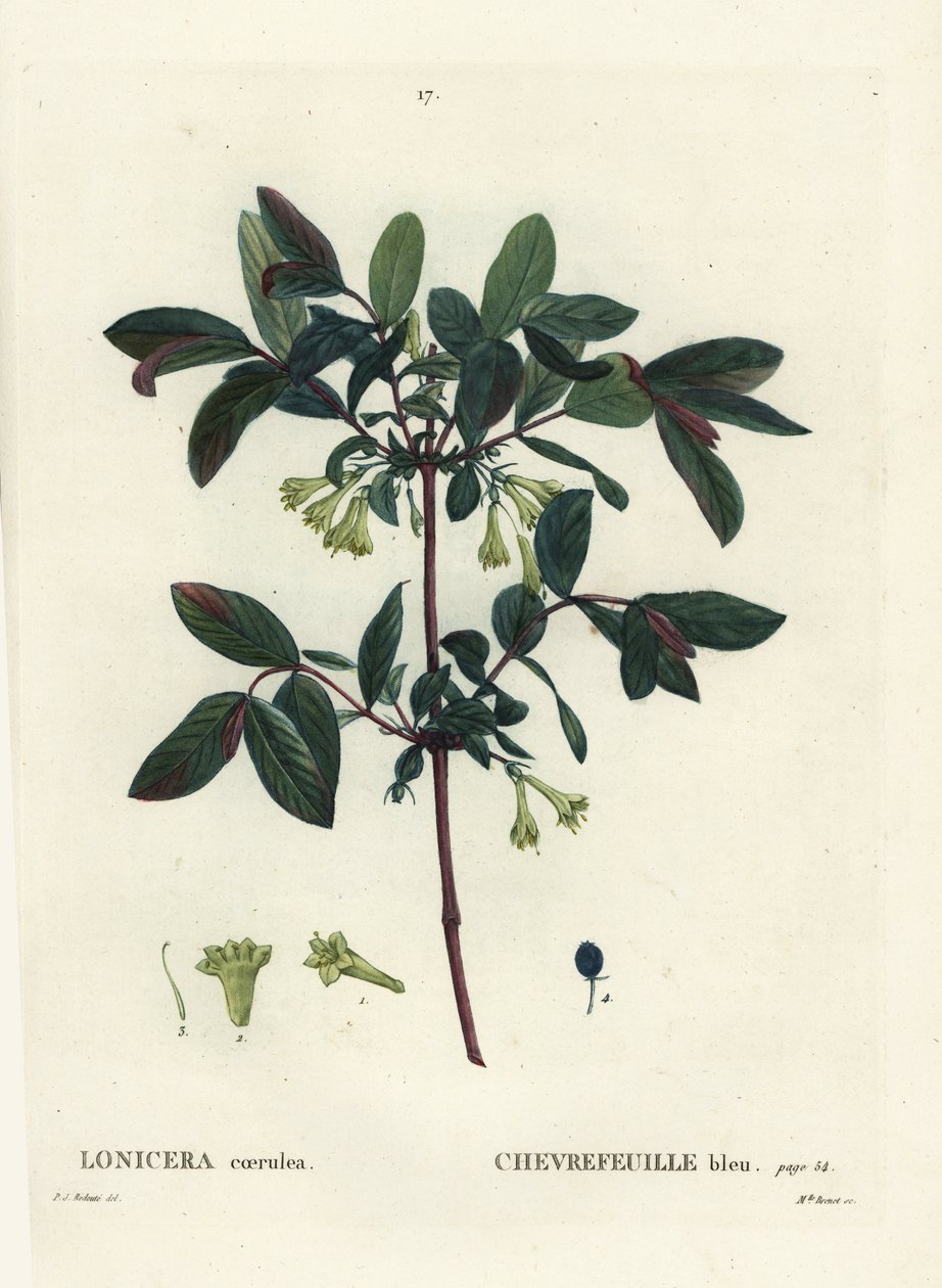 Honningbær, Haskap bær, blåbær kaprifol eller søtbær kaprifol, Lonicera caerulea. Håndfarget stiplegravering av frøken Brenet etter en illustrasjon av Pierre-Joseph Redoute fra Henri Louis Duhamel du Moncels Treat des Arbres et Shrustes av Pierre Joseph Redouté