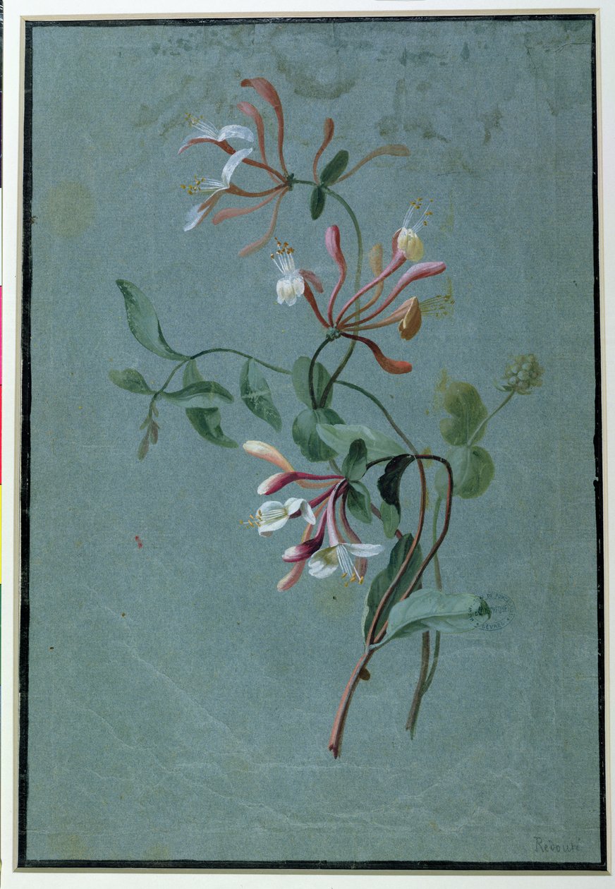 Honeysuckle (wc på blått papir) av Pierre Joseph Redouté
