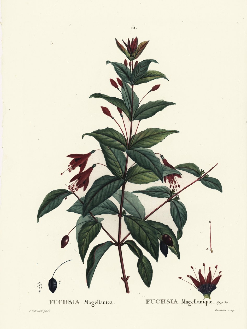 Hummingbird fuchsia, Fuchsia magellanica. Håndfarget stiplegravering av Du Ruisseau etter en illustrasjon av Pierre-Joseph Redoute fra Henri Louis Duhamel du Moncels Treat des Arbres et Shrustes, Paris av Pierre Joseph Redouté
