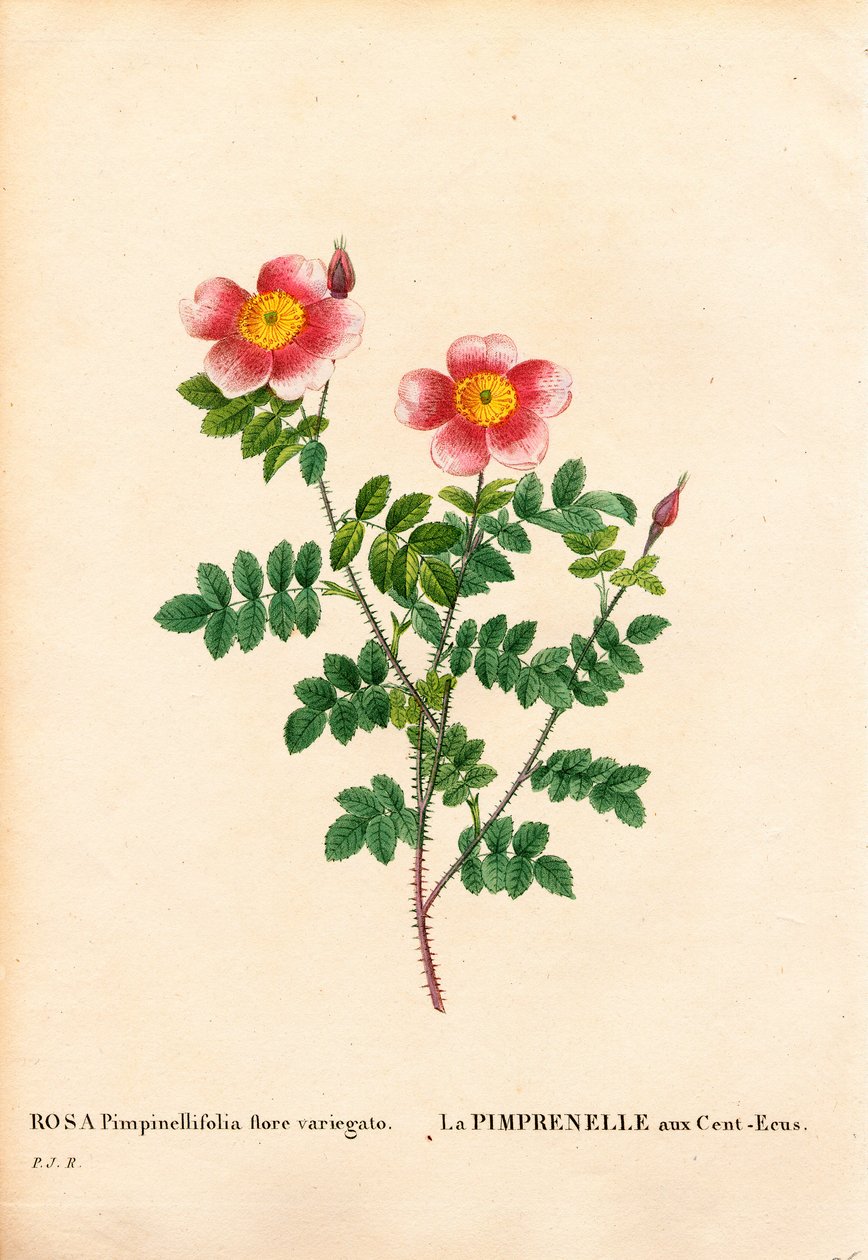 Hundred-Crowns Burnet rose, Rosa pimpinellifolia variant, La Pimprenelle aux Cent-Ecus. Håndfarget prikkete kobberstikk fra Pierre Joseph Redoutes "" Les Roses,"" Paris av Pierre Joseph Redouté