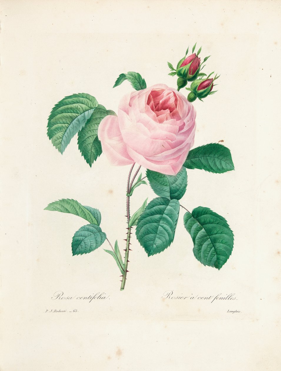 Hundred-Leaved Rose, gravert av Langlois, fra 