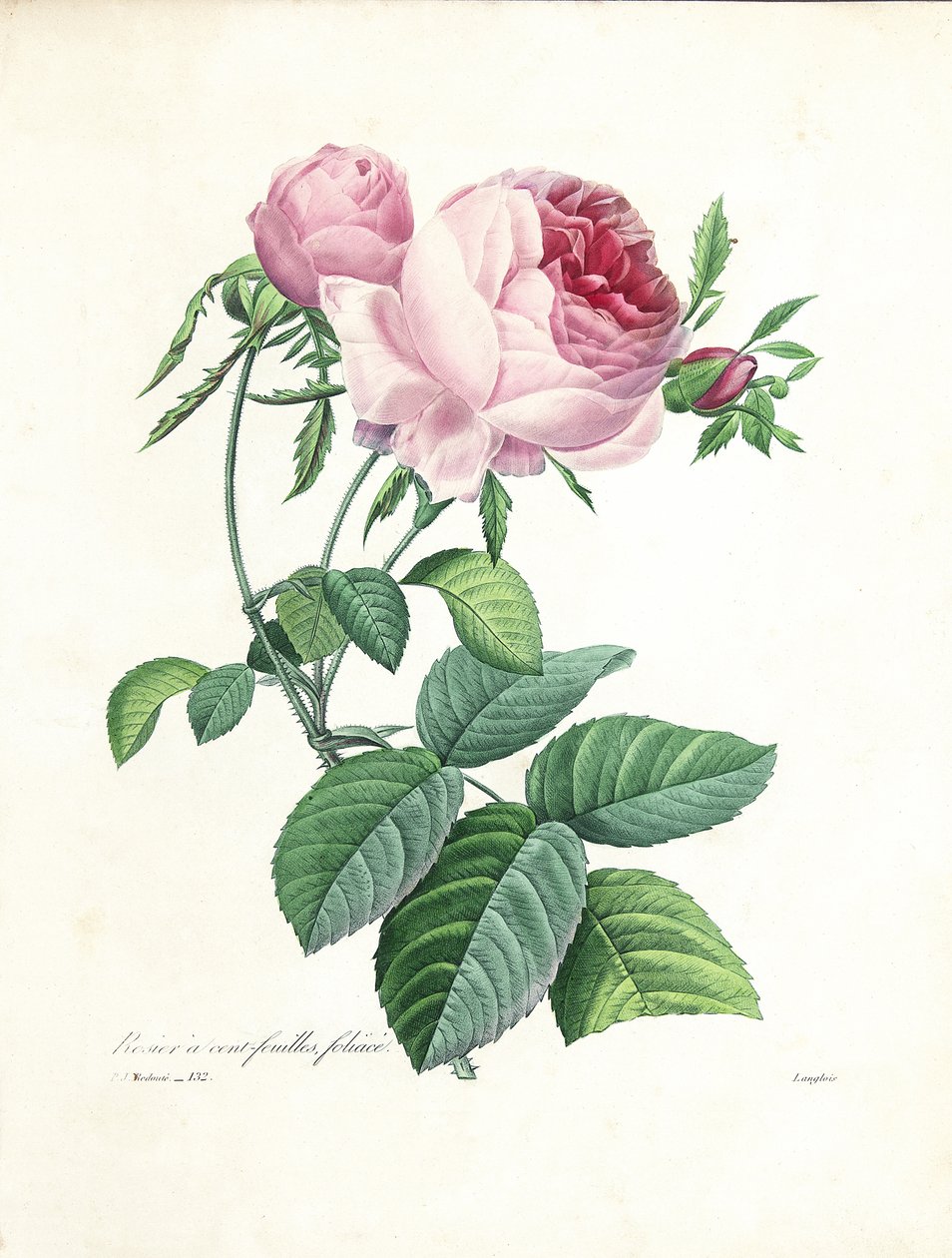Hundred-Leaved Rose, gravert av Langlois, fra 