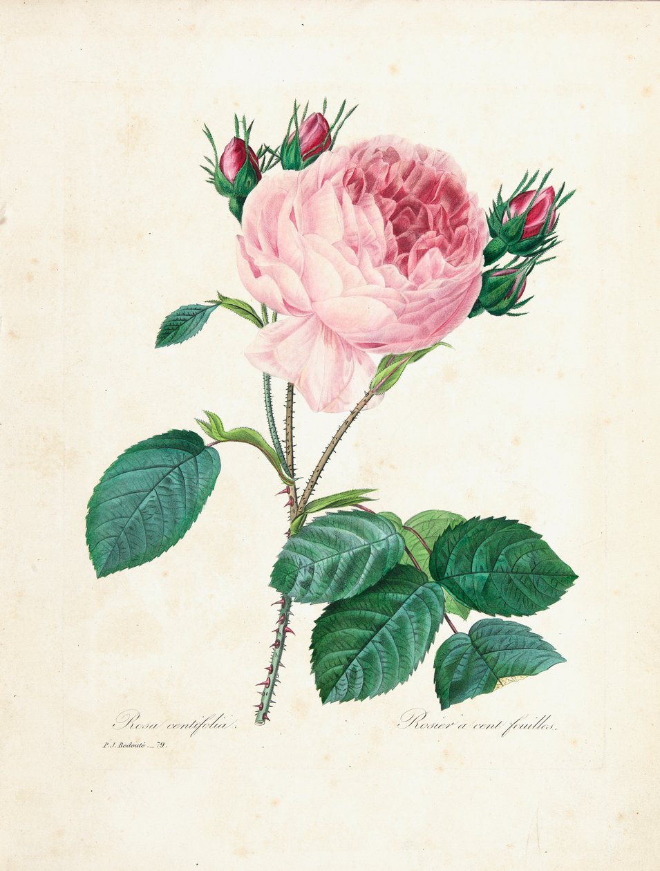 Hundred-Leaved Rose, fra "Velge de vakreste blomstene og de vakreste fruktene", Vol. I, 1827-33 av Pierre Joseph Redouté