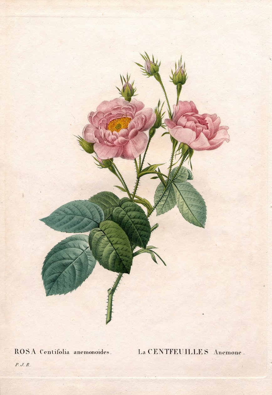 Hundrebladsanemonrose, Rosa centifolia-sort, La Centfeuilles Anemone. Håndfarget prikkete kobberstikk fra Pierre Joseph Redoutes "" Les Roses,"" Paris av Pierre Joseph Redouté